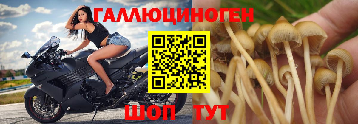 Камышин  Галлюциногенные грибы Cubensis  купить наркотики сайты  Вход с VPN 